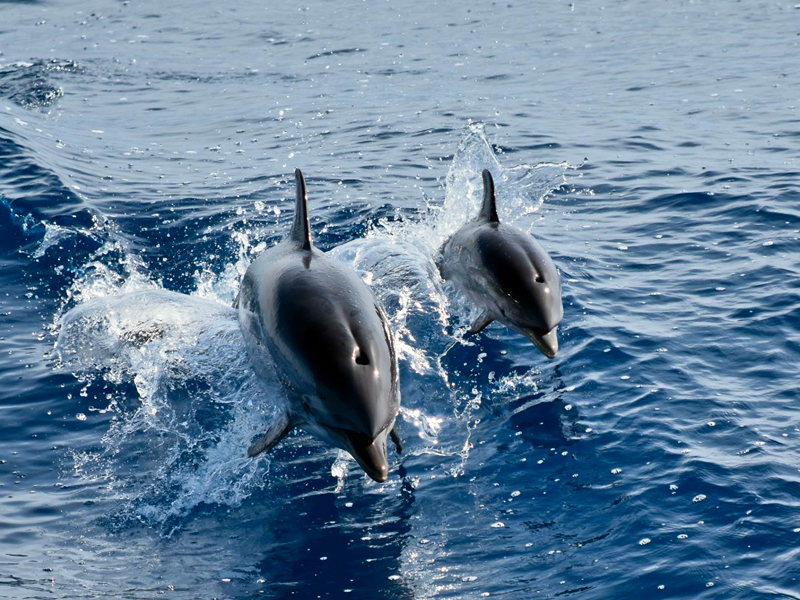 Appartaments in Liguria