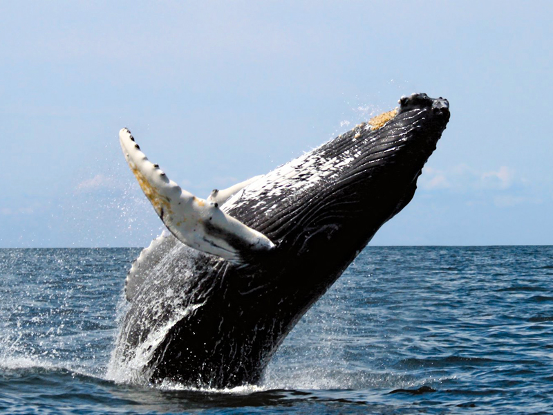 Appartaments in Liguria