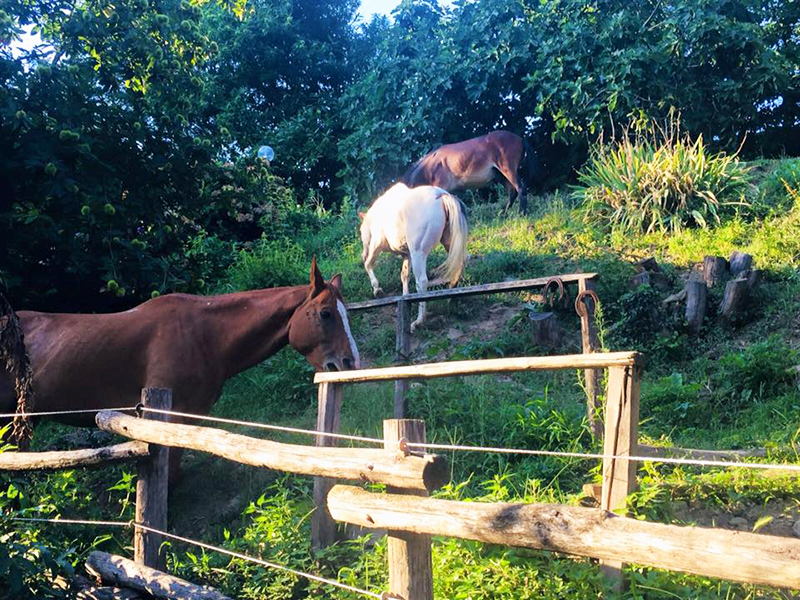 Appartaments in Liguria