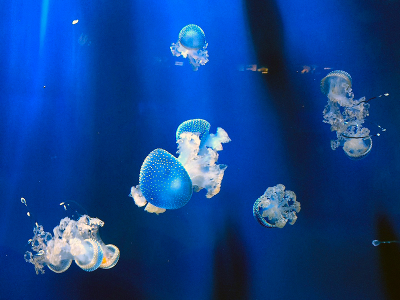 Appartaments in Liguria